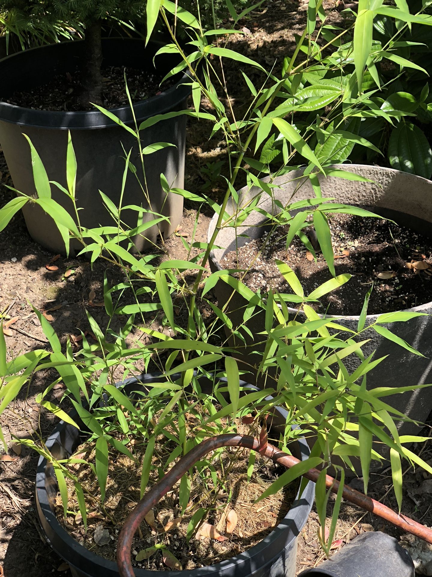 Bamboo Plants
