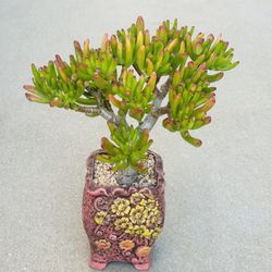 Succulents plants 🪴 