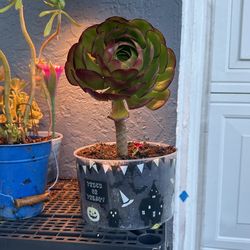 Big Aeonium Tree