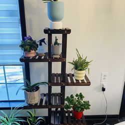 Plants And Pot And Shelf 