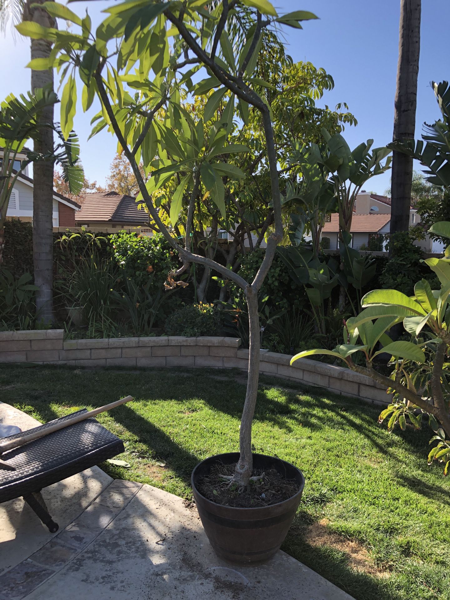 10 foot white Plumeria tree in pot