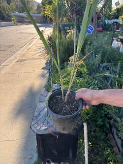 Lemon grass