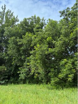 PECAN TREES