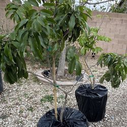 Sweetheart Lychee Tree 