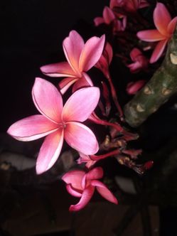 Plumerian clippings