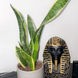 Snake Plant