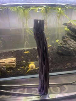 Cholla Wood For Shrimp Tank