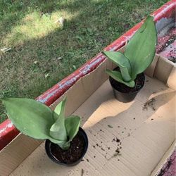 Moonshine Snake Plant!! $12 Each!!