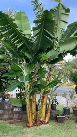 Dwarf apple banana trees