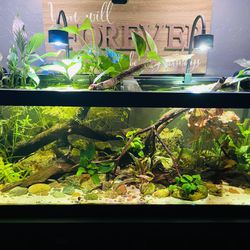 Fish Tank Decorations 🦐🐌🐠 