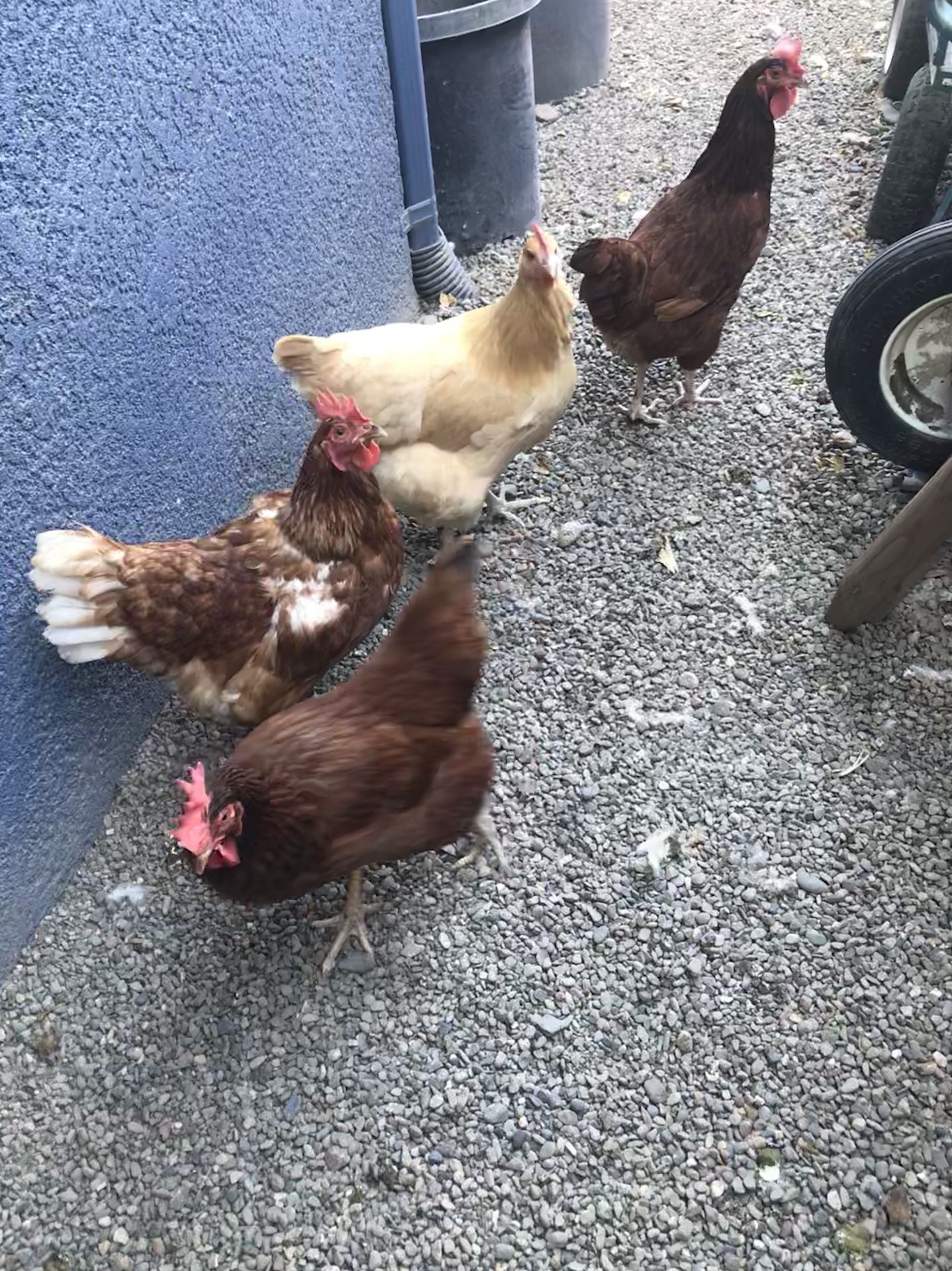 Chickens