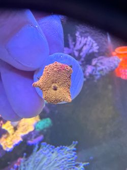 Decoration coral