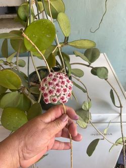 Hoya ya tiene Flores