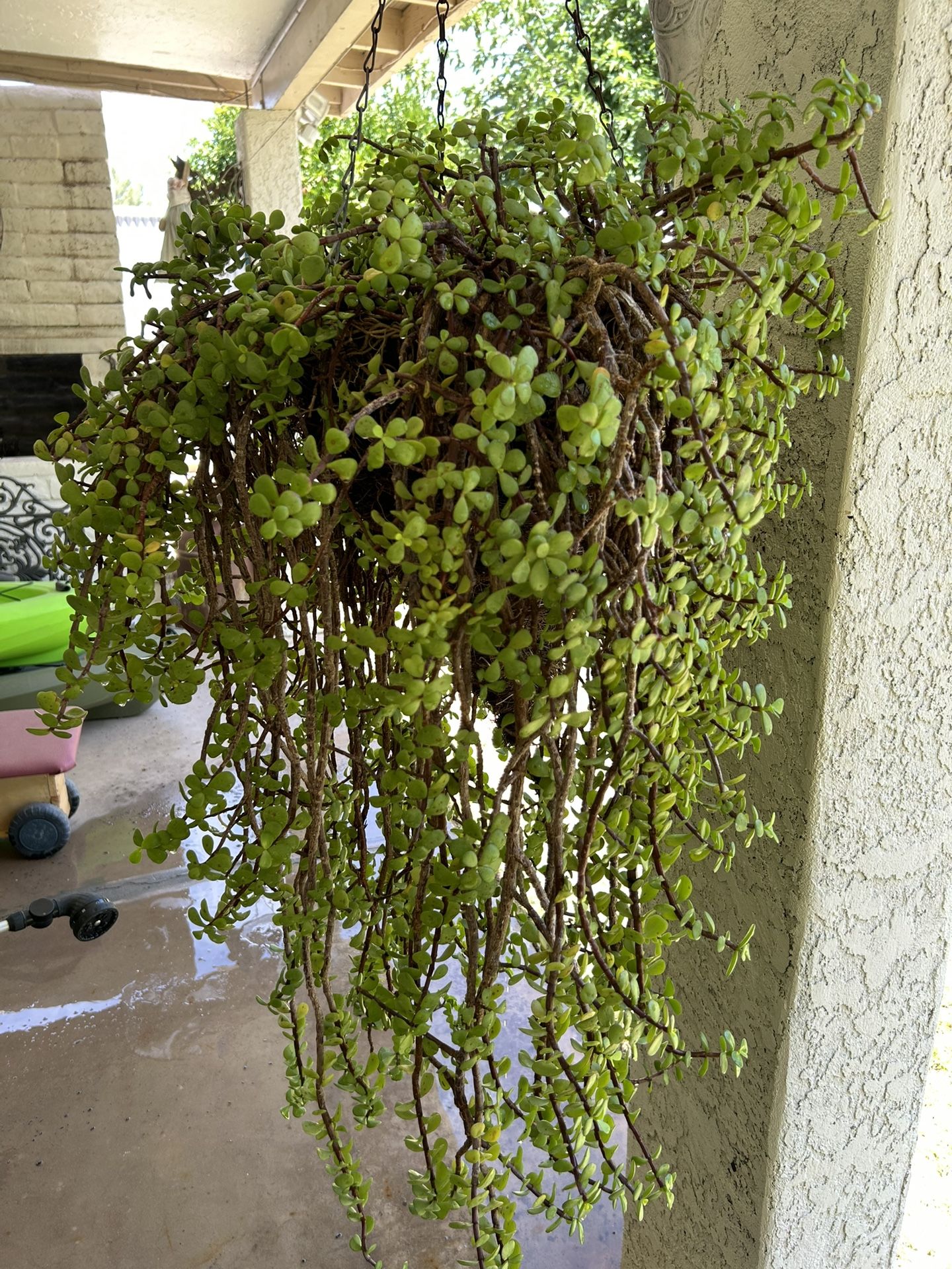 Elephant Bush It Is Known As Portulacaria Afra