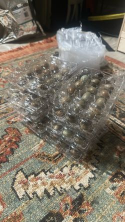 Quail Eggs