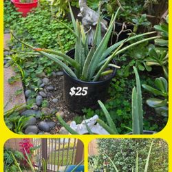Aloe Vera Plants EACH