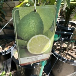Bears Lime Tree 15g