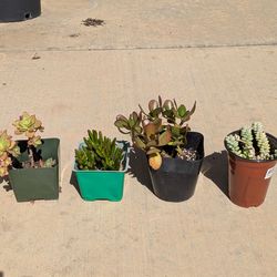 Succulents bundle