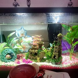 10 Gallon Aquarium And Blue Betta Fish With Filter And Food (Tank