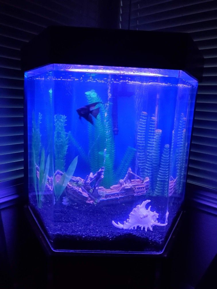 Custom Fish Tank