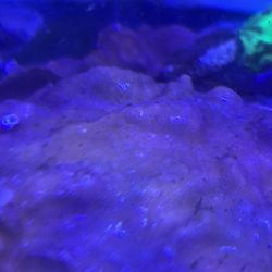 Fake Fish Tank Aquarium Decorations 