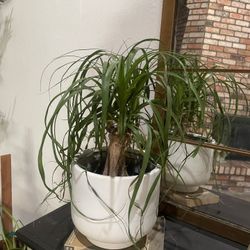 Ponytail Palm In Ceramic Pot 
