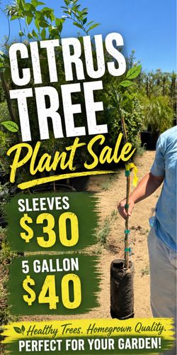 Citrus tree plant sale!