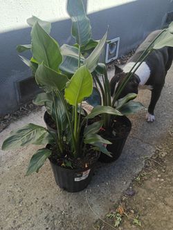 3 White Bird of Paradise Shrubs