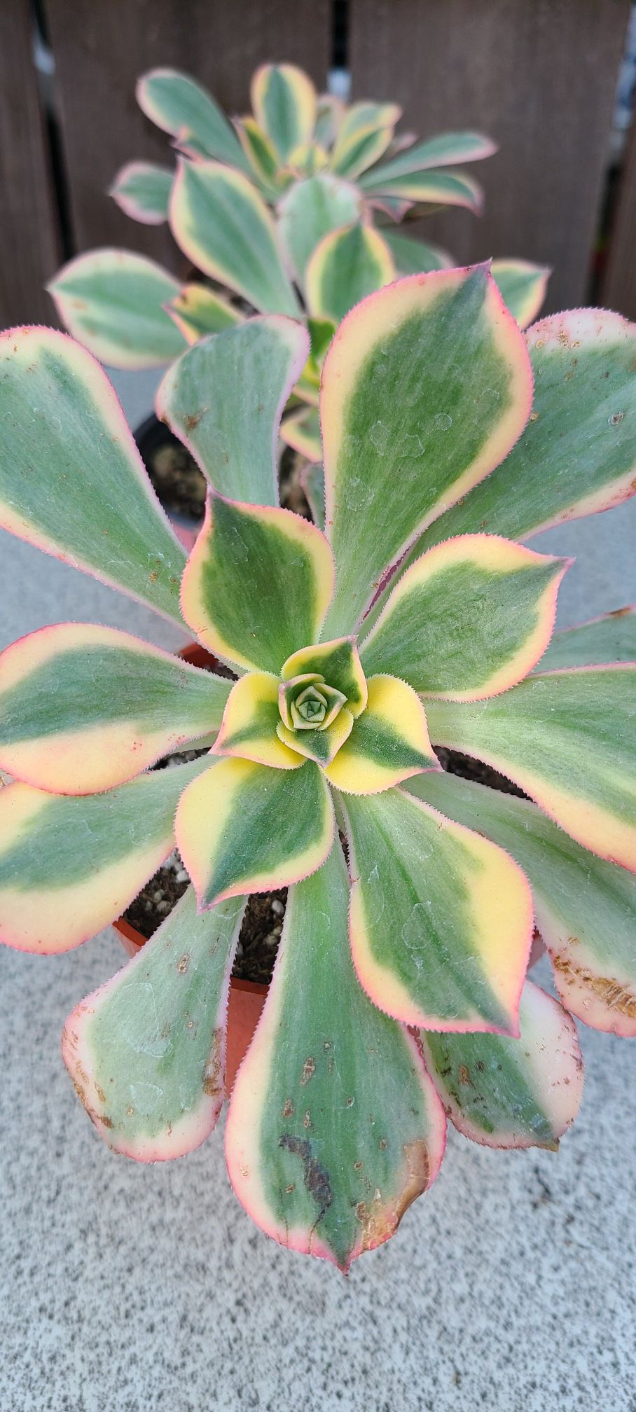 Succulent plant Aeonium 'Sunburst' ('Tricolor')