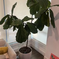 Fiddle Leaf Fig Tree 7 ft