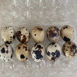 Quail Eggs 