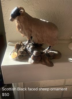 Scottish Black Faced Sheep