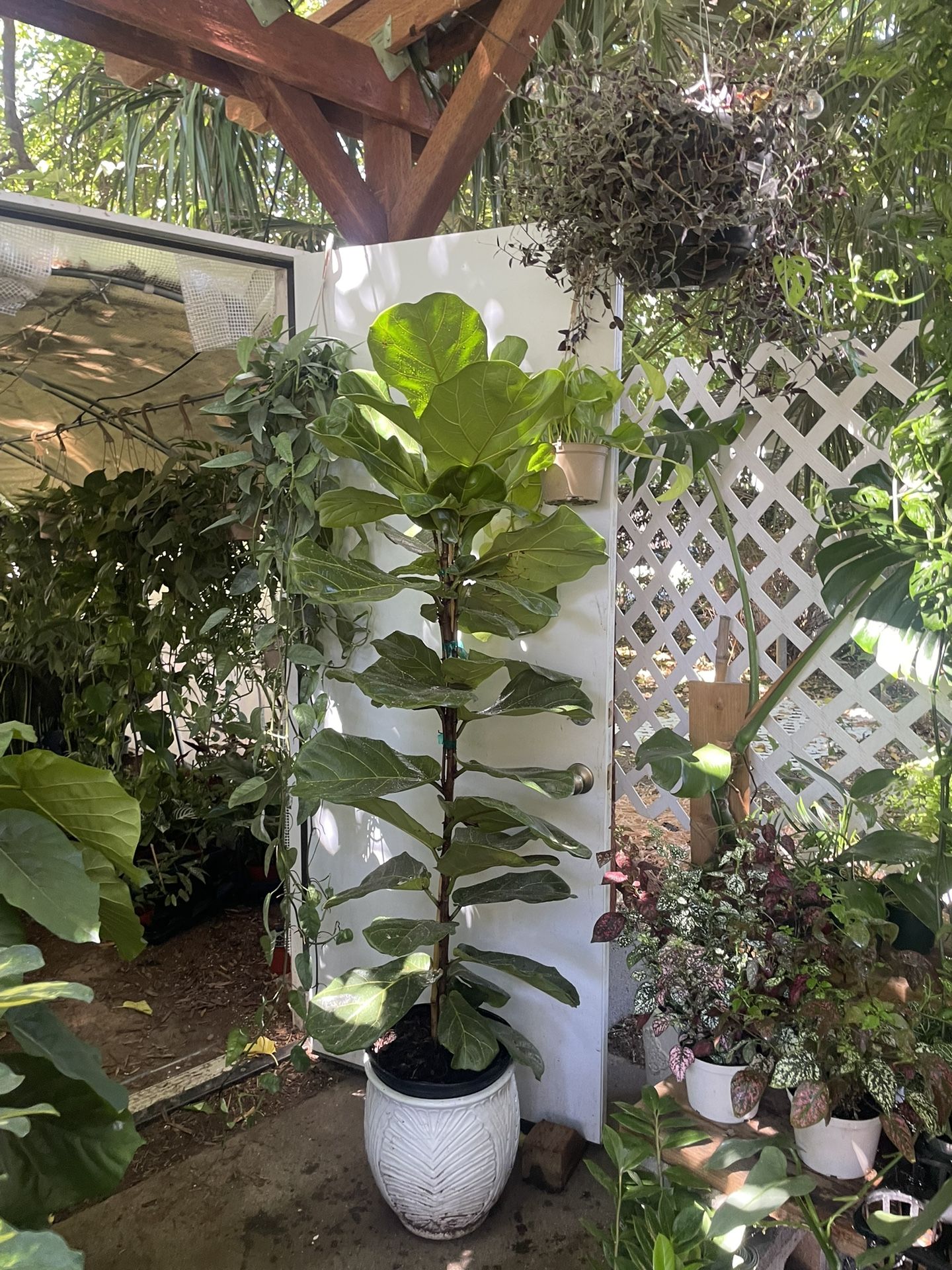 See description ~Live plant!! ~5.5ft super healthy fiddle leaf, ceramic pot not included; 95820