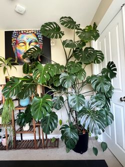 Monstera 7 feet tall