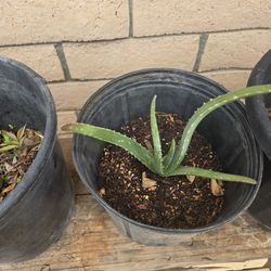 Aloe Vera 