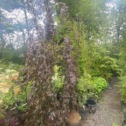 10-12ft PURPLE FOUNTAIN WEEPING BEECH trees 