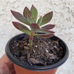 4 Inch Pot Succulent Plant - Echeveria Devotion - Echeveria Pulvinata Rose - Rooted & Stablished - Beautiful Color 🪴- Drought Resistant  