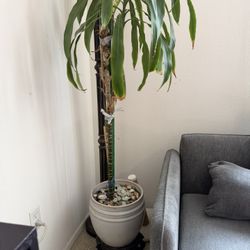 Tall Dracaena Plant in White Ceramic Planter with Wooden Stand