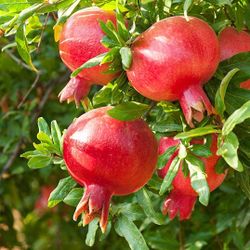 Pomegranate Tree 