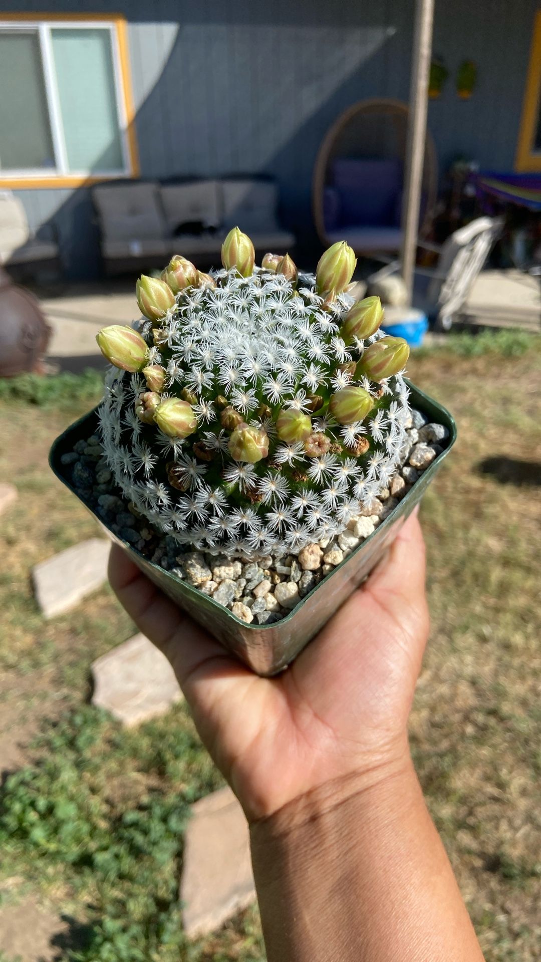 Cactus Plant