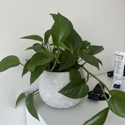 Pathos In Ceramic Pot