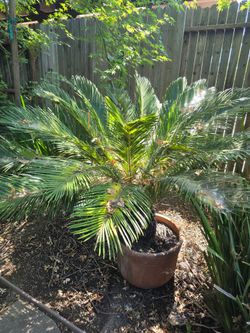 Large Sago Palm in Terra Cotta Pot