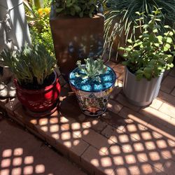 Succulents In Glazed Pots