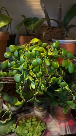 Free Hoya Heuschkeliana