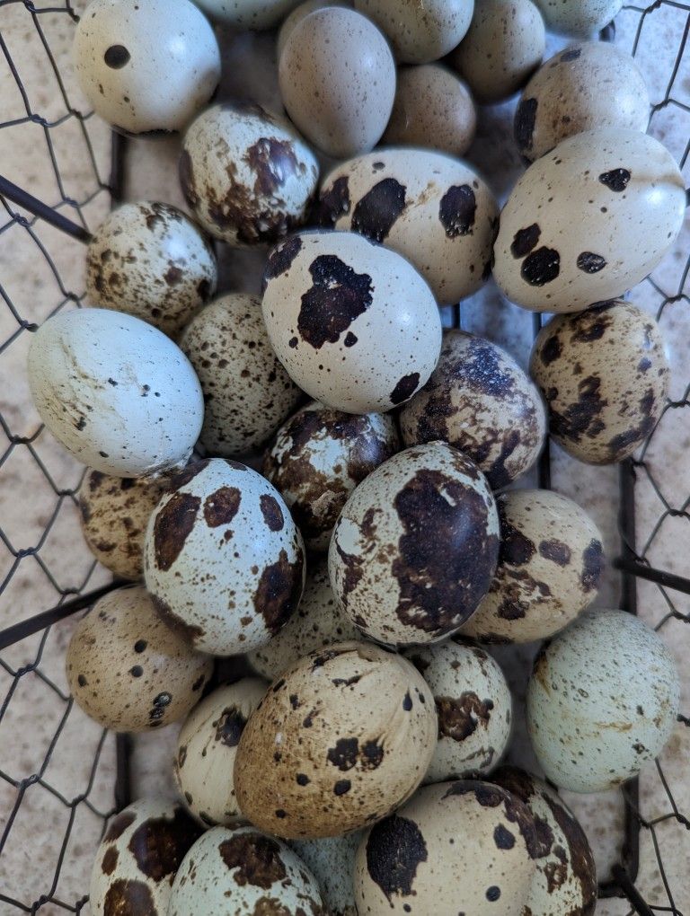 Fresh quail eggs For eating or hatching for Sale in WA OfferUp