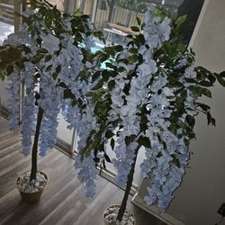 Wisteria TREE 150 EACH