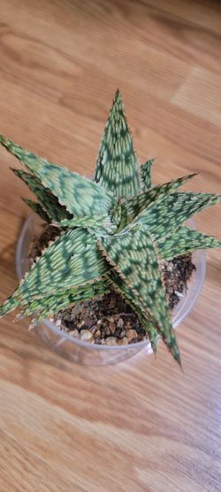 Aloe "Firecracker" plant