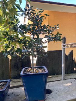 Bonsai plants for sale $50 each