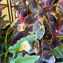 Tall Indoor Plants - Rubber Tree  offer benefits and aesthetic appeal. Delivery is available.   Rubber Tree offer a plethora of benefits beyond their 