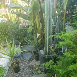 #3 Cereus peruvianus/ Peruvian apple